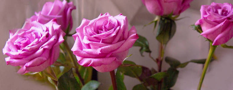 在黑色背景上的淡紫色玫瑰