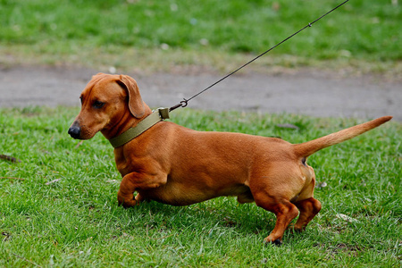 公园里一只棕色的达克斯狗的肖像