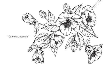 白色山茶花图片