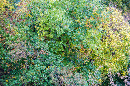 黄色秋天的树木