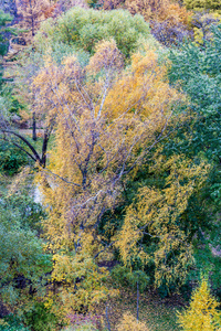 黄色秋天的树木