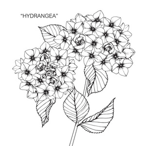 科幻绘画黑白绣球花. 黑白线条艺术的绘画和素描.照片