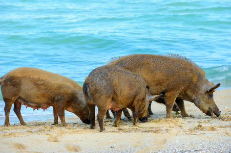 野猪一家沿着海滨散步寻找食物