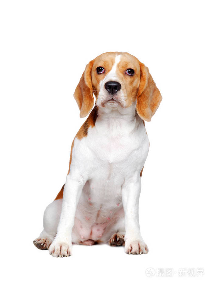 全长图片的坐上白色孤立的小猎犬小狗