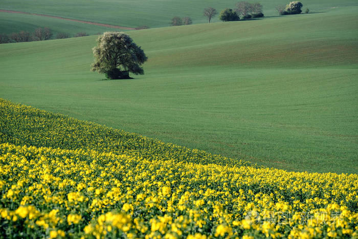 南摩拉维亚景观和油菜领域在春季农田