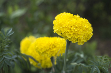 绿色花园中的万寿菊黄花田