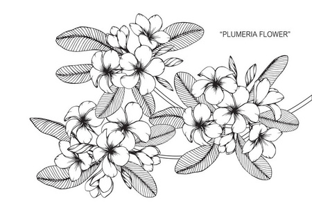 鸡蛋花.黑白线条画素描照片