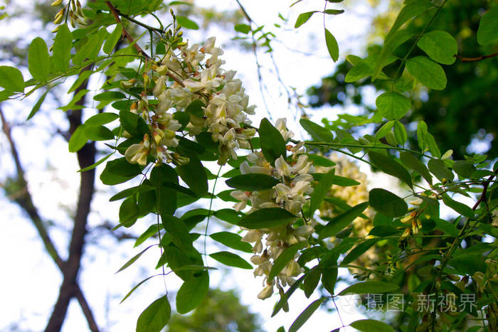 白色的相思树开花