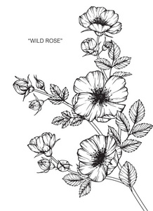 野玫瑰花。用黑白线画和素描艺术。
