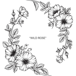 野玫瑰花。黑白线条画素描