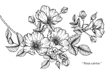 蔷薇蔷薇花。黑白线条画素描