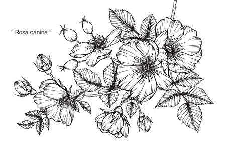 蔷薇蔷薇花.黑白线条画素描照片