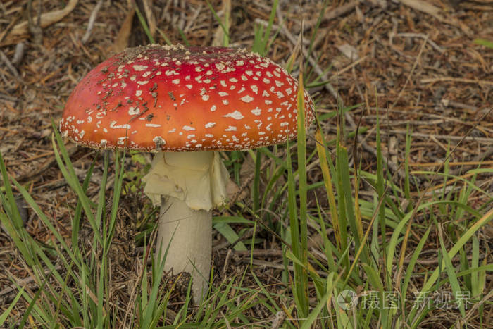 绿草中的 amanita muscaria 蘑菇