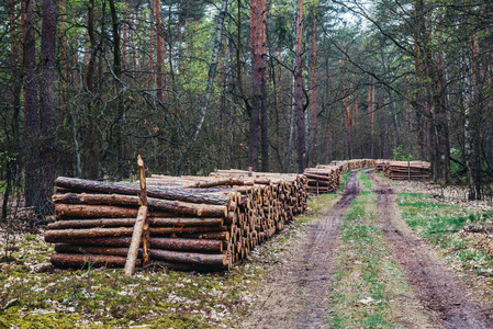 在波兰的 Kampinos 森林