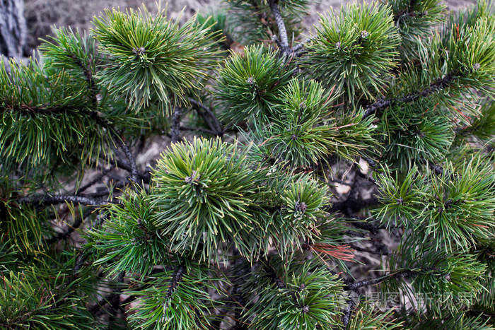 森林中的松树绿树枝