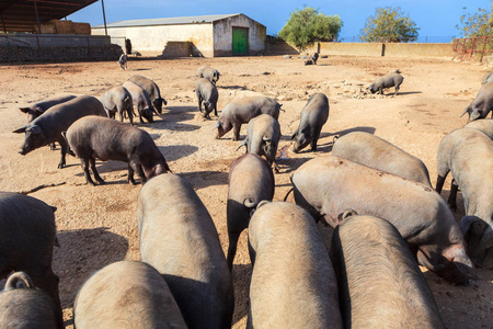 伊比利亚猪在农场