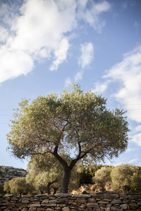 一个橄榄树