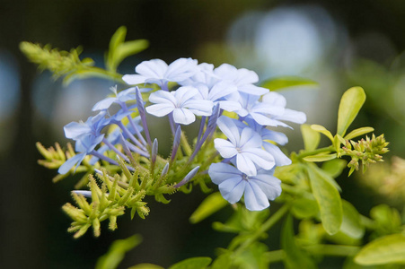 花蕊特写