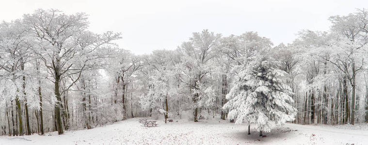全景冬季森林的树木被雪覆盖着。