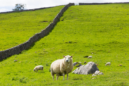 羊和干砌石墙在约克郡山谷国家公园与英国