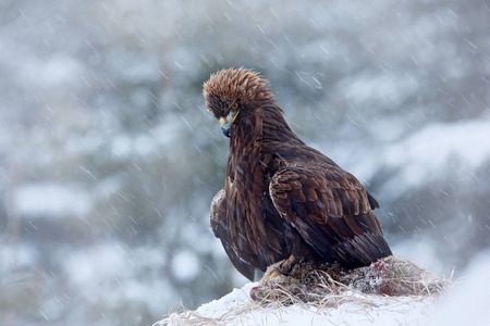 金鹰在雪中