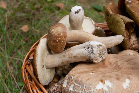 牛肝菌 美味牛肝菌 cep，佩妮发髻，意味轩雅或碘化钾