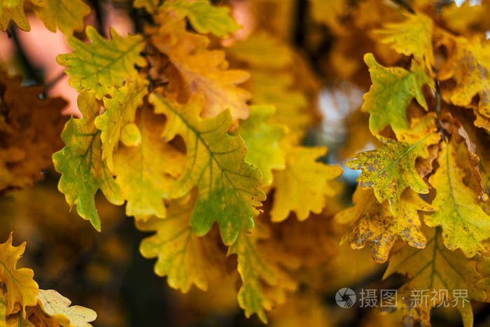 树上的秋叶 秋天的天气 树枝上的棕色黄色叶子 10月的背景性质照片 正版商用图片0zhjsw 摄图新视界 树上的秋叶 秋天的天气 树枝上的棕色黄色叶子 10月的背景性质照片 正版商用图片0zhjsw 摄图新视界