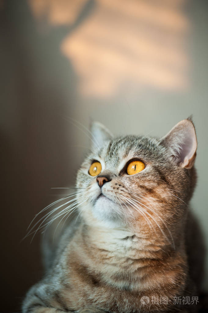 英国短毛猫用黄色的眼睛,躺在床上