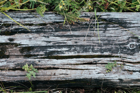特写。古老的木板, 在绿意盎然的背景下, 在大自然中度过了夏日的秋日。纹理为题字的背景。古代的概念