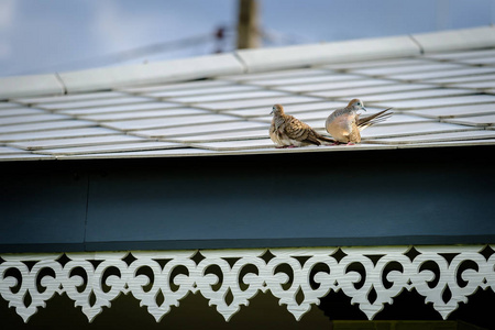屋顶上有两只鸟。栖息在屋顶模式上的鸟 鸽子