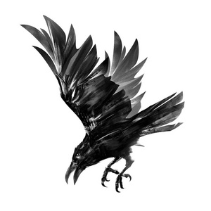 绘图的潜水的乌鸦.一只鸟在飞行中的孤立的素描照片