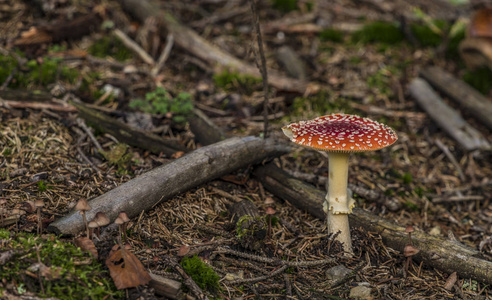鹅膏菌蝇蘑菇在日落森林