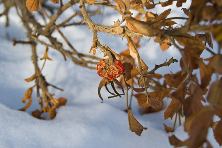 干燥的臀部和狗的叶子上升在雪之下