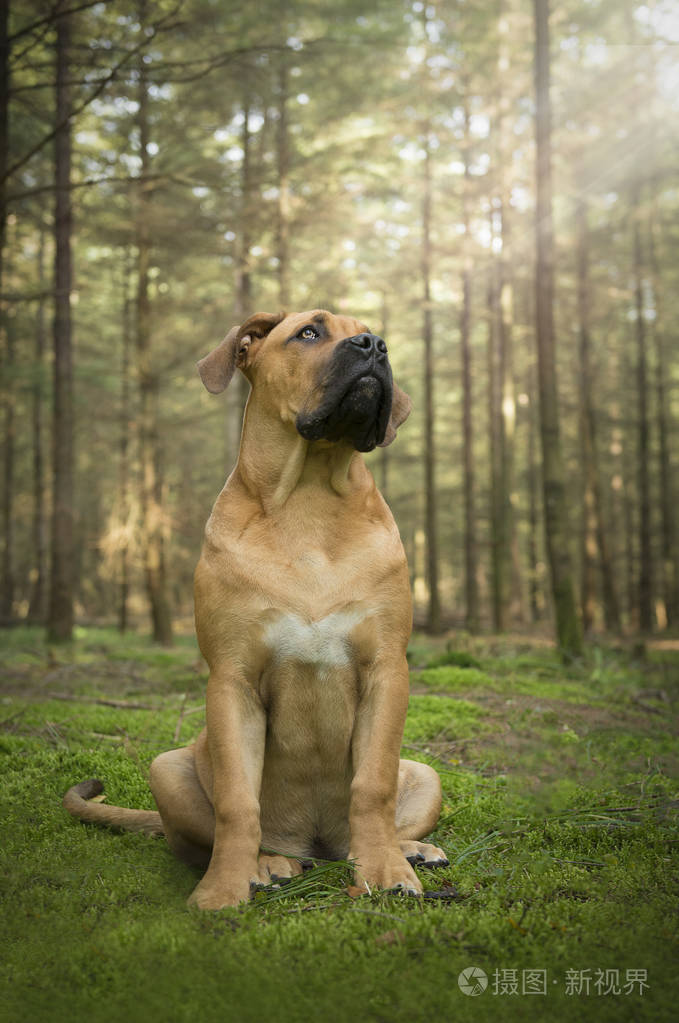 年轻的南非獒狗坐在仰望光童话森林