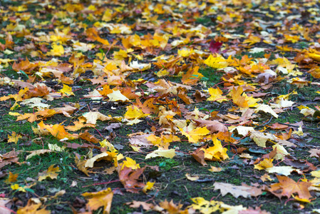 秋天的叶子背景