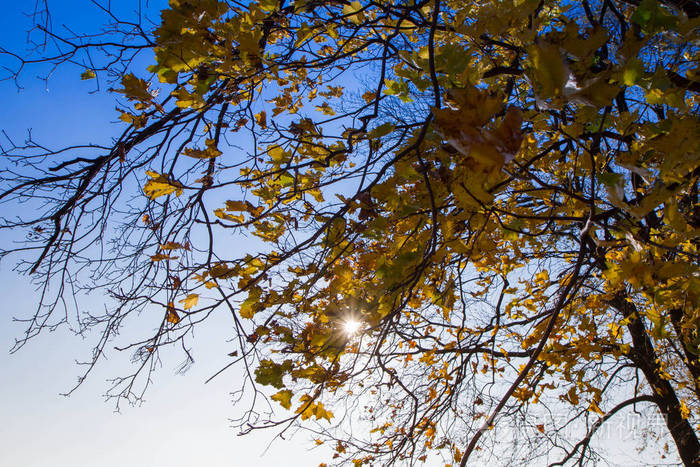 秋天的树对蓝天