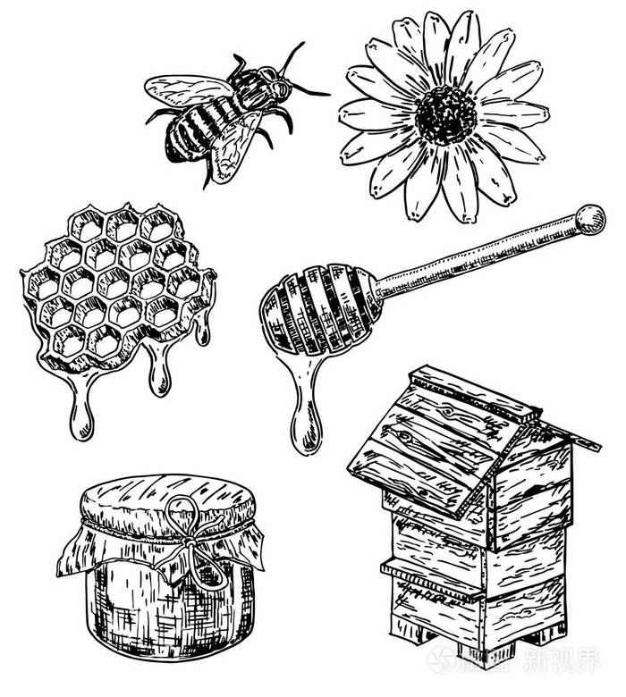 矢量水墨手绘素描样式蜂蜜集插画