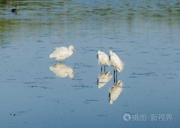 三白站在水面上的小白鹭