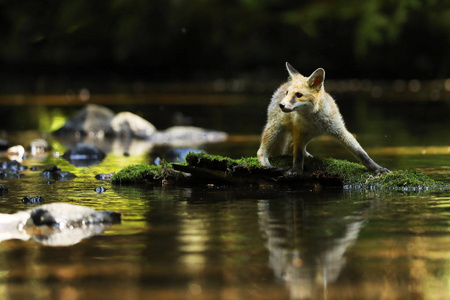 住在河Vulpes vulpes 在石头上的年轻红狐狸