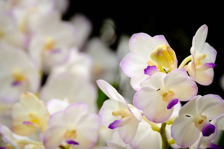 美丽的兰花花。附近的兰花，紫色中联兰花 W