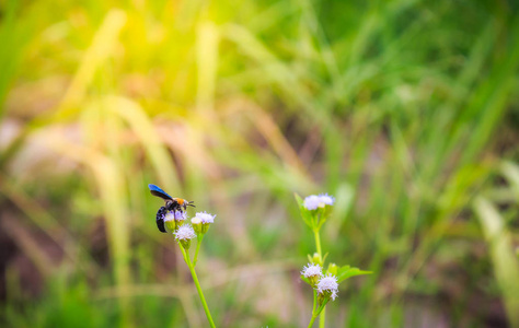 大自然中的蜜蜂授粉图片