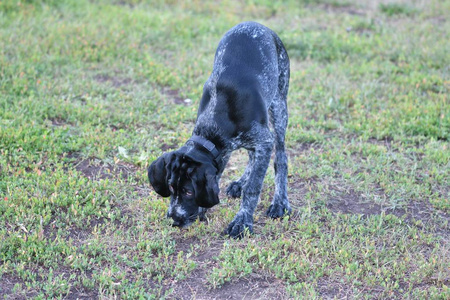 2018 年狗的一年。狩猎的犬种德国 Wirehaired 指针