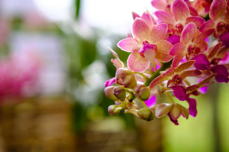 美丽的兰花花和绿叶背景在花园