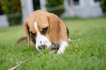 小猎犬小狗坐在绿色的草地，泰国