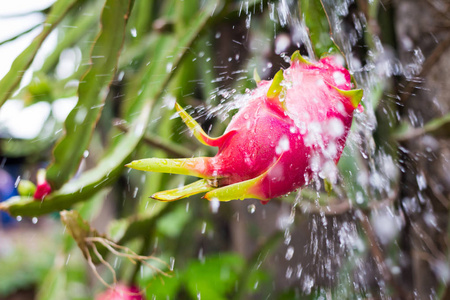 在后花园里的雨树上果实龙