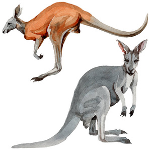 1307充满异国情调的袋鼠野生动物在孤立的水彩风格照片