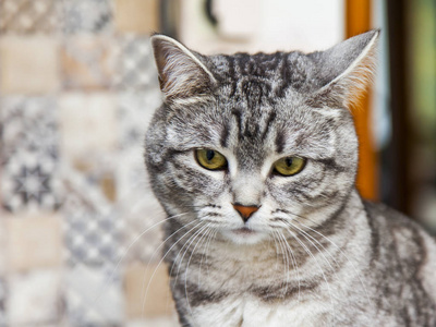 那只灰色的猫环顾四周