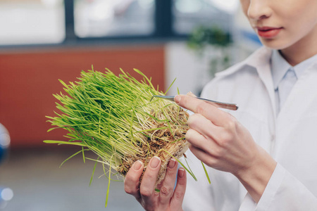 在实验室中草的生物学家