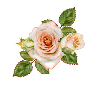 花组成。投标柔和的橙色玫瑰，绿色芽叶。白色背景上孤立