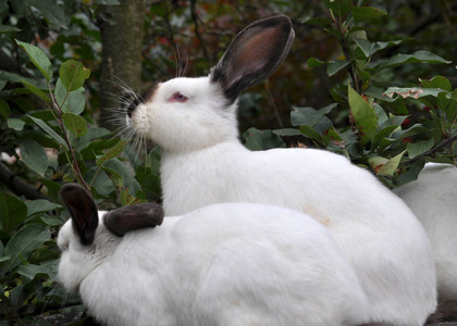 加州的兔子图片